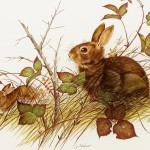 Cottontail Rabbit