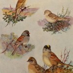 Gold Crowned Sparrow