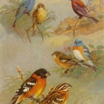 Indigo Bunting Bird