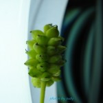 Tree Bud By Glass