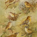 Warbling Vireo