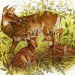 White Tail Deer and Fawn