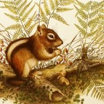 Woodland Chipmunk