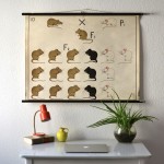 Vintage School Pull Down Chart